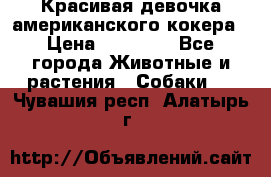 Красивая девочка американского кокера › Цена ­ 35 000 - Все города Животные и растения » Собаки   . Чувашия респ.,Алатырь г.